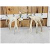 Image 4 : Set Of 200" Whitetail Shed Antlers