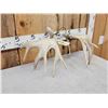 Image 5 : Set Of 200" Whitetail Shed Antlers