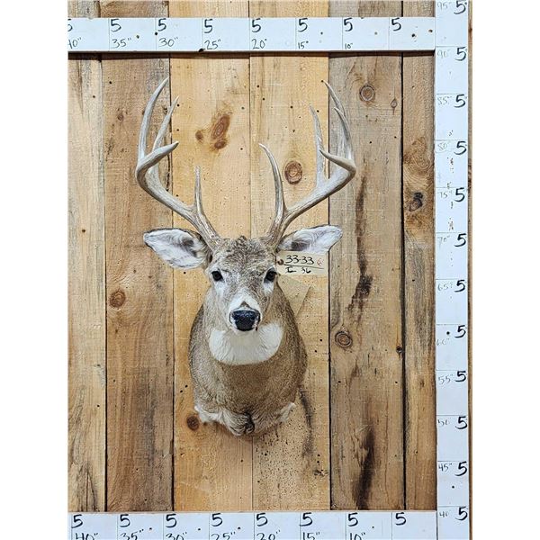 4x5 Whitetail Shoulder Mount Taxidermy