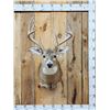 Image 1 : 4x5 Whitetail Shoulder Mount Taxidermy