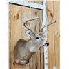 Image 2 : 4x5 Whitetail Shoulder Mount Taxidermy
