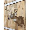 Image 3 : 4x5 Whitetail Shoulder Mount Taxidermy