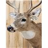Image 4 : 4x5 Whitetail Shoulder Mount Taxidermy