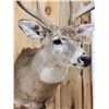 Image 5 : 4x5 Whitetail Shoulder Mount Taxidermy