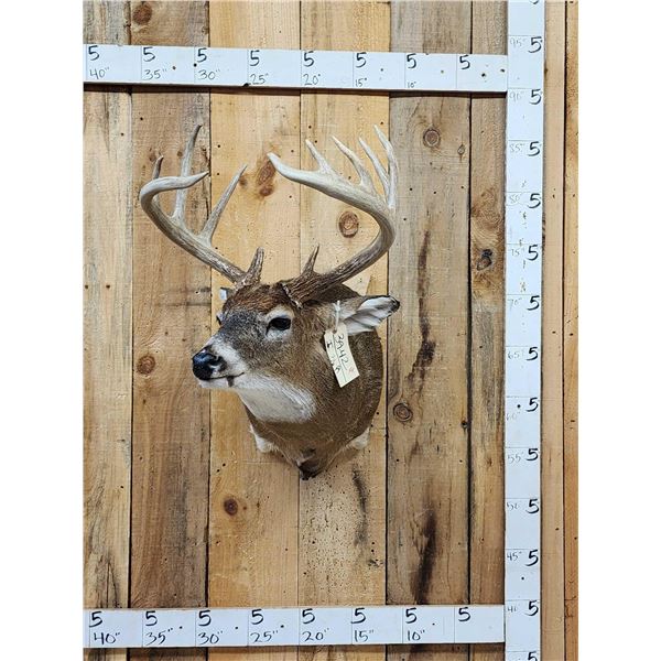 6x5 Whitetail Shoulder Mount Taxidermy