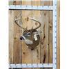 Image 1 : 6x5 Whitetail Shoulder Mount Taxidermy