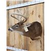 Image 2 : 6x5 Whitetail Shoulder Mount Taxidermy