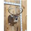 Image 3 : 6x5 Whitetail Shoulder Mount Taxidermy