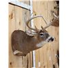 Image 4 : 6x5 Whitetail Shoulder Mount Taxidermy