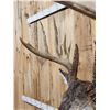 Image 10 : Gorgeous 14 Point Whitetail Pedestal Taxidermy Mount