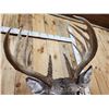 Image 11 : Gorgeous 14 Point Whitetail Pedestal Taxidermy Mount