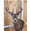 Image 12 : Gorgeous 14 Point Whitetail Pedestal Taxidermy Mount