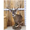 Image 13 : Gorgeous 14 Point Whitetail Pedestal Taxidermy Mount