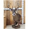 Image 14 : Gorgeous 14 Point Whitetail Pedestal Taxidermy Mount