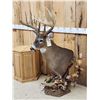 Image 15 : Gorgeous 14 Point Whitetail Pedestal Taxidermy Mount