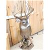 Image 16 : Gorgeous 14 Point Whitetail Pedestal Taxidermy Mount