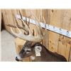 Image 17 : Gorgeous 14 Point Whitetail Pedestal Taxidermy Mount