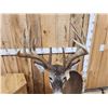 Image 18 : Gorgeous 14 Point Whitetail Pedestal Taxidermy Mount