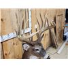 Image 19 : Gorgeous 14 Point Whitetail Pedestal Taxidermy Mount