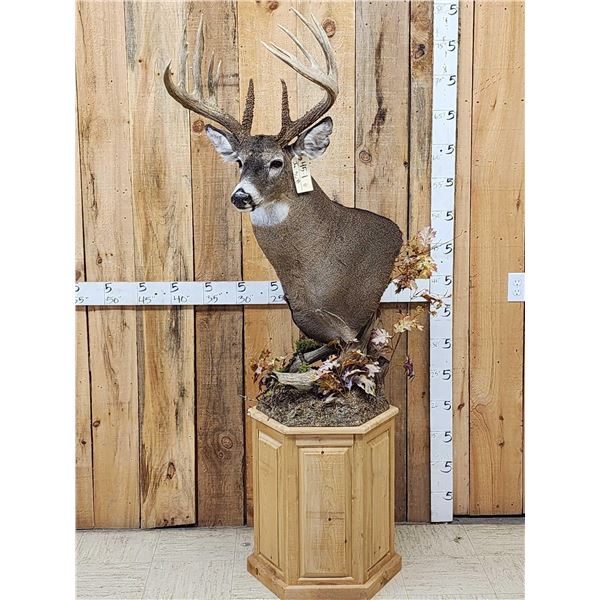 Gorgeous 14 Point Whitetail Pedestal Taxidermy Mount