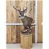 Image 1 : Gorgeous 14 Point Whitetail Pedestal Taxidermy Mount