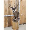 Image 2 : Gorgeous 14 Point Whitetail Pedestal Taxidermy Mount