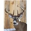 Image 3 : Gorgeous 14 Point Whitetail Pedestal Taxidermy Mount