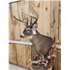 Image 4 : Gorgeous 14 Point Whitetail Pedestal Taxidermy Mount