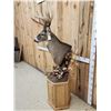 Image 5 : Gorgeous 14 Point Whitetail Pedestal Taxidermy Mount