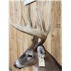 Image 6 : Gorgeous 14 Point Whitetail Pedestal Taxidermy Mount