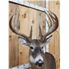 Image 7 : Gorgeous 14 Point Whitetail Pedestal Taxidermy Mount