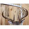 Image 8 : Gorgeous 14 Point Whitetail Pedestal Taxidermy Mount