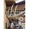 Image 9 : Gorgeous 14 Point Whitetail Pedestal Taxidermy Mount