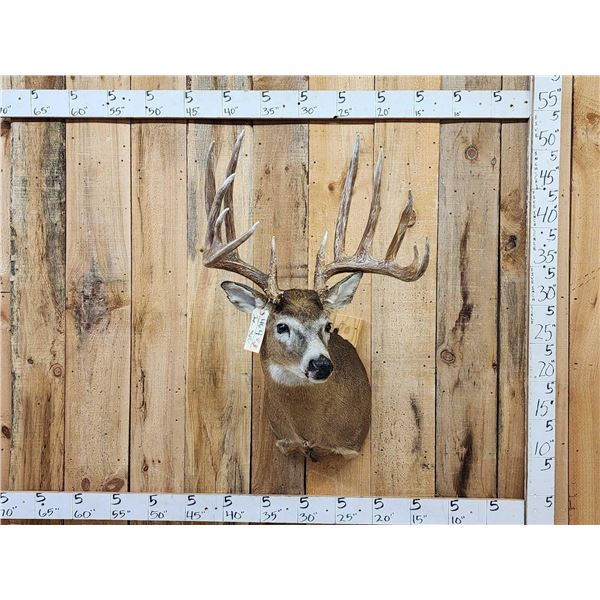 Kansas Prince Reproduction Whitetail Shoulder Mount Taxidermy