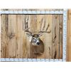 Image 1 : Kansas Prince Reproduction Whitetail Shoulder Mount Taxidermy