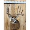 Image 2 : Kansas Prince Reproduction Whitetail Shoulder Mount Taxidermy