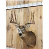 Image 3 : Kansas Prince Reproduction Whitetail Shoulder Mount Taxidermy