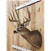 Image 4 : Kansas Prince Reproduction Whitetail Shoulder Mount Taxidermy