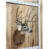 Image 5 : Kansas Prince Reproduction Whitetail Shoulder Mount Taxidermy