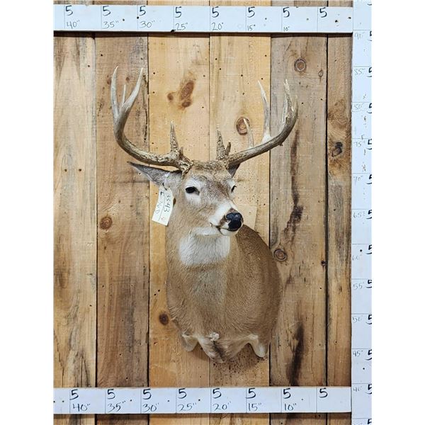 6x5 Whitetail Shoulder Mount Taxidermy