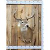 Image 1 : 6x5 Whitetail Shoulder Mount Taxidermy
