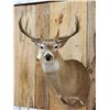 Image 2 : 6x5 Whitetail Shoulder Mount Taxidermy