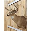 Image 3 : 6x5 Whitetail Shoulder Mount Taxidermy