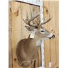 Image 4 : 6x5 Whitetail Shoulder Mount Taxidermy