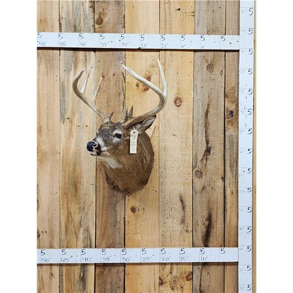 4x4 Whitetail Shoulder Mount Taxidermy