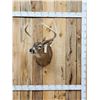 Image 1 : 4x4 Whitetail Shoulder Mount Taxidermy