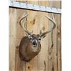 Image 2 : 4x4 Whitetail Shoulder Mount Taxidermy