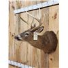 Image 3 : 4x4 Whitetail Shoulder Mount Taxidermy