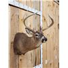 Image 4 : 4x4 Whitetail Shoulder Mount Taxidermy