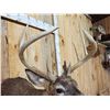 Image 5 : 4x4 Whitetail Shoulder Mount Taxidermy
